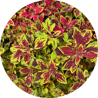 Coleus "Red Hues"