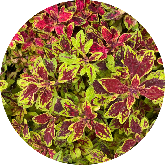 Coleus "Red Hues"
