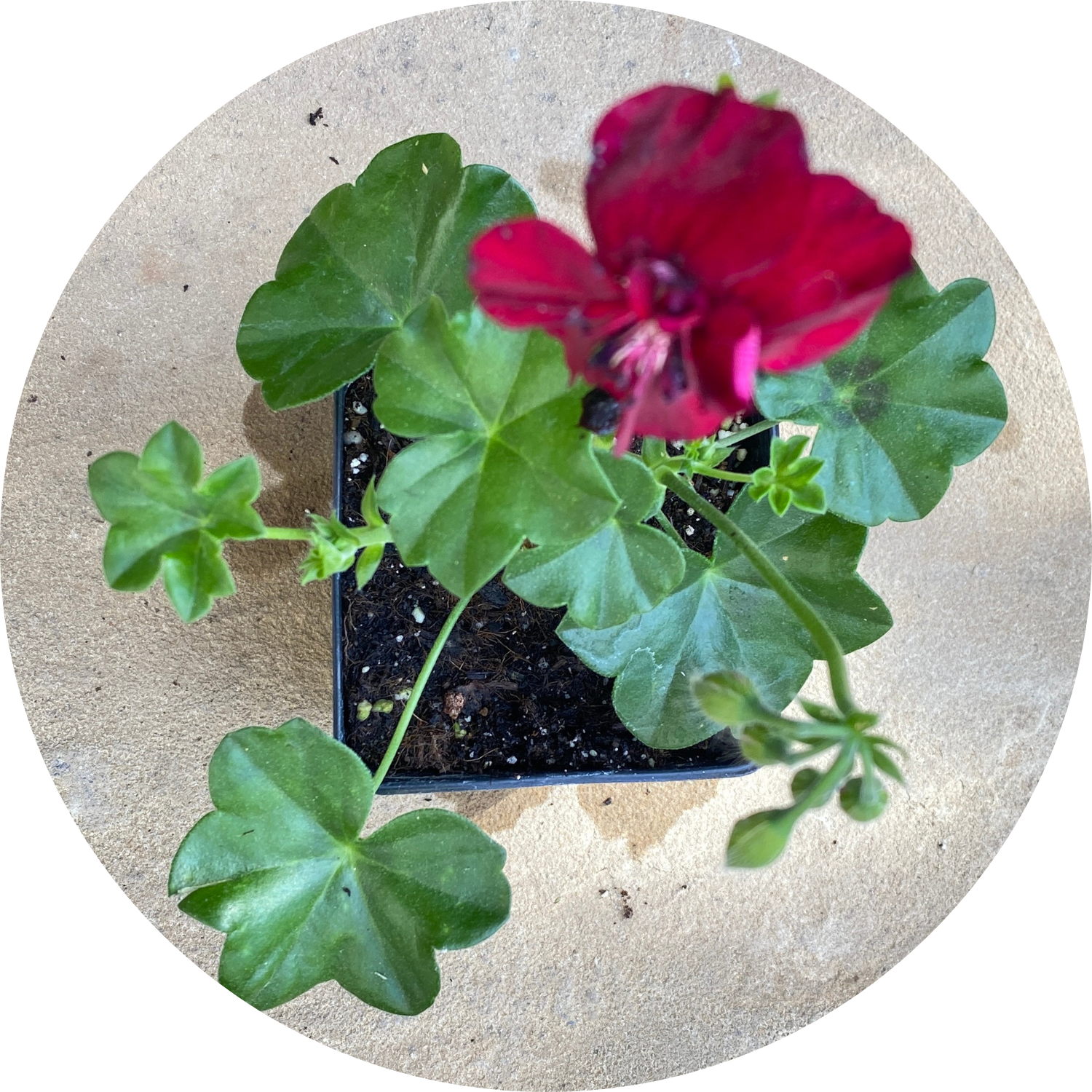 Red Ivy Color Red Floral Ivy Geranium - 4