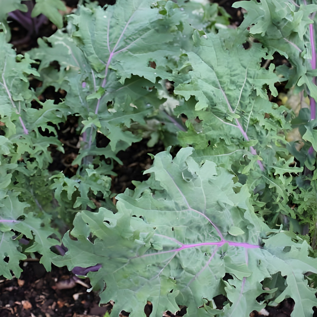 Red Russian Kale