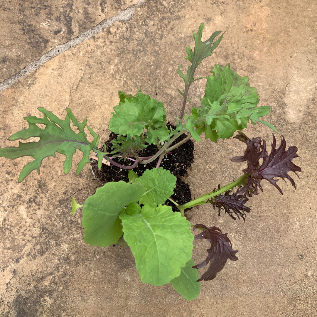 Kalebration Multi-Color Kale Seedling — Organic 2