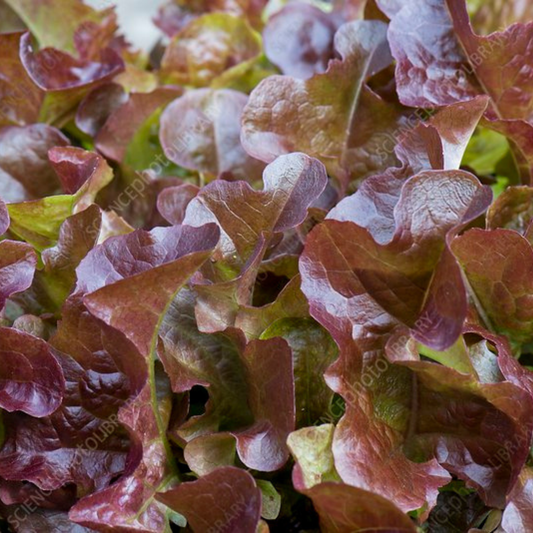 Red Salad Bowl Leaf Lettuce