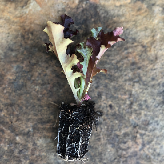 Red Salad Bowl Leaf Lettuce