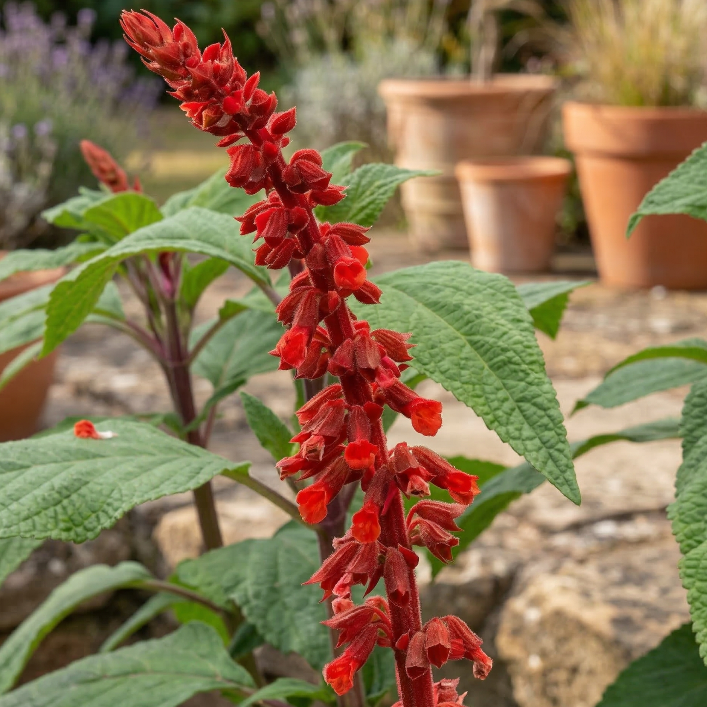 Red Velvet Sage