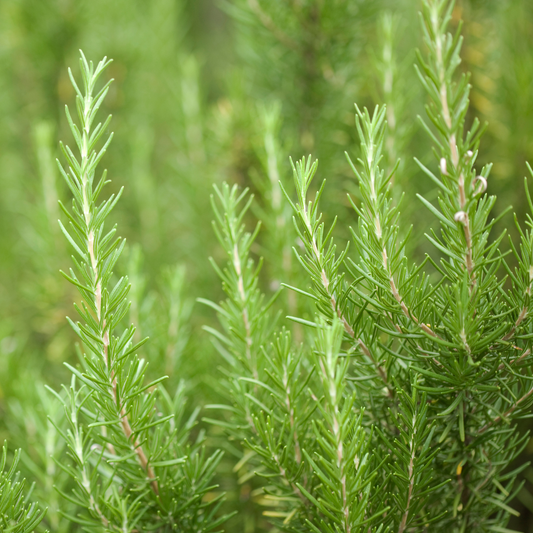 Rosemary