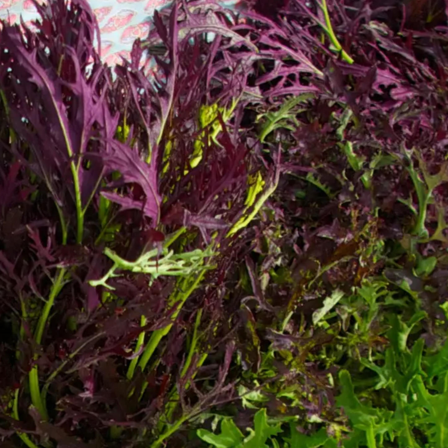 Purple Streaks Mizuna