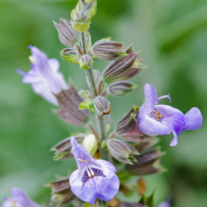 Berggarten Sage