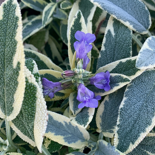 Berggarten Variegated Sage