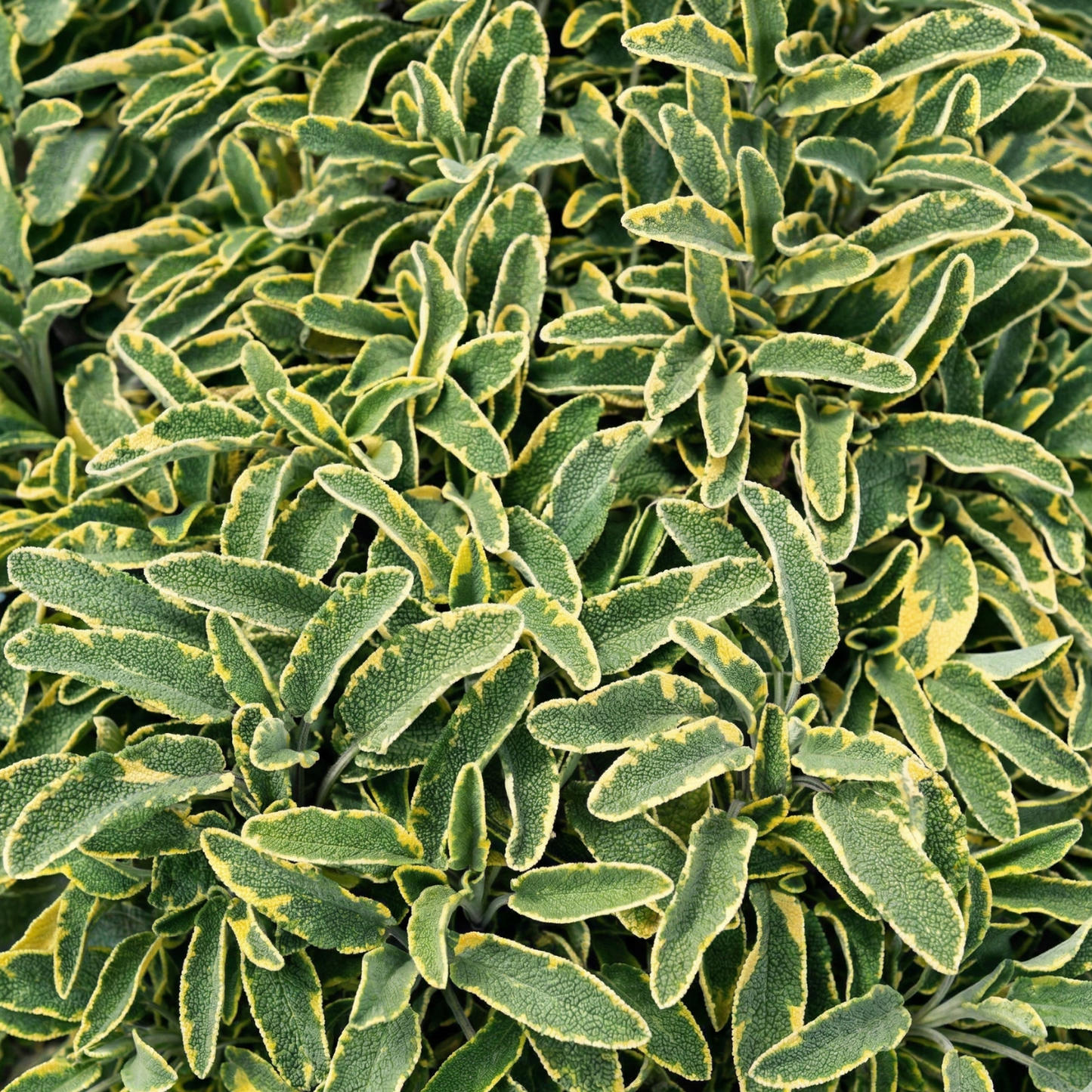 Celebration Sage