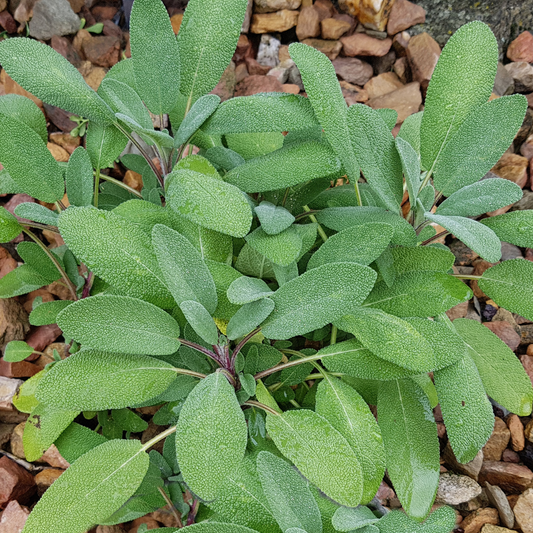 Grower's Friend Sage