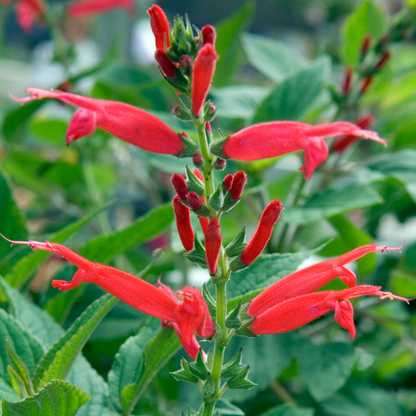 Pineapple Sage