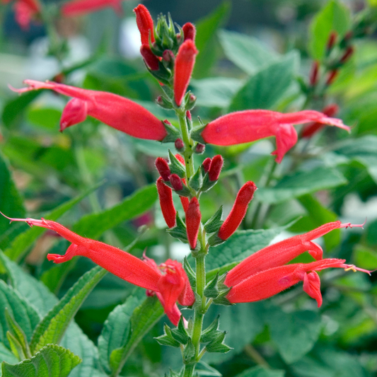 Pineapple Sage