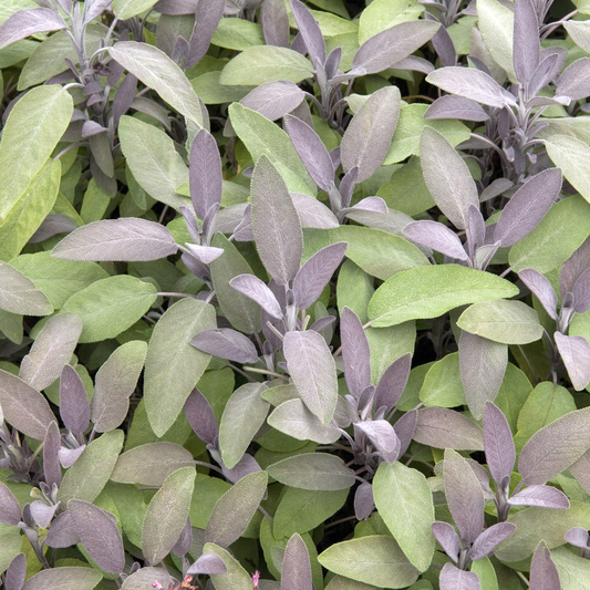 Purple Sage