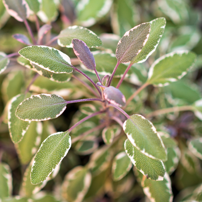 Tricolor Sage