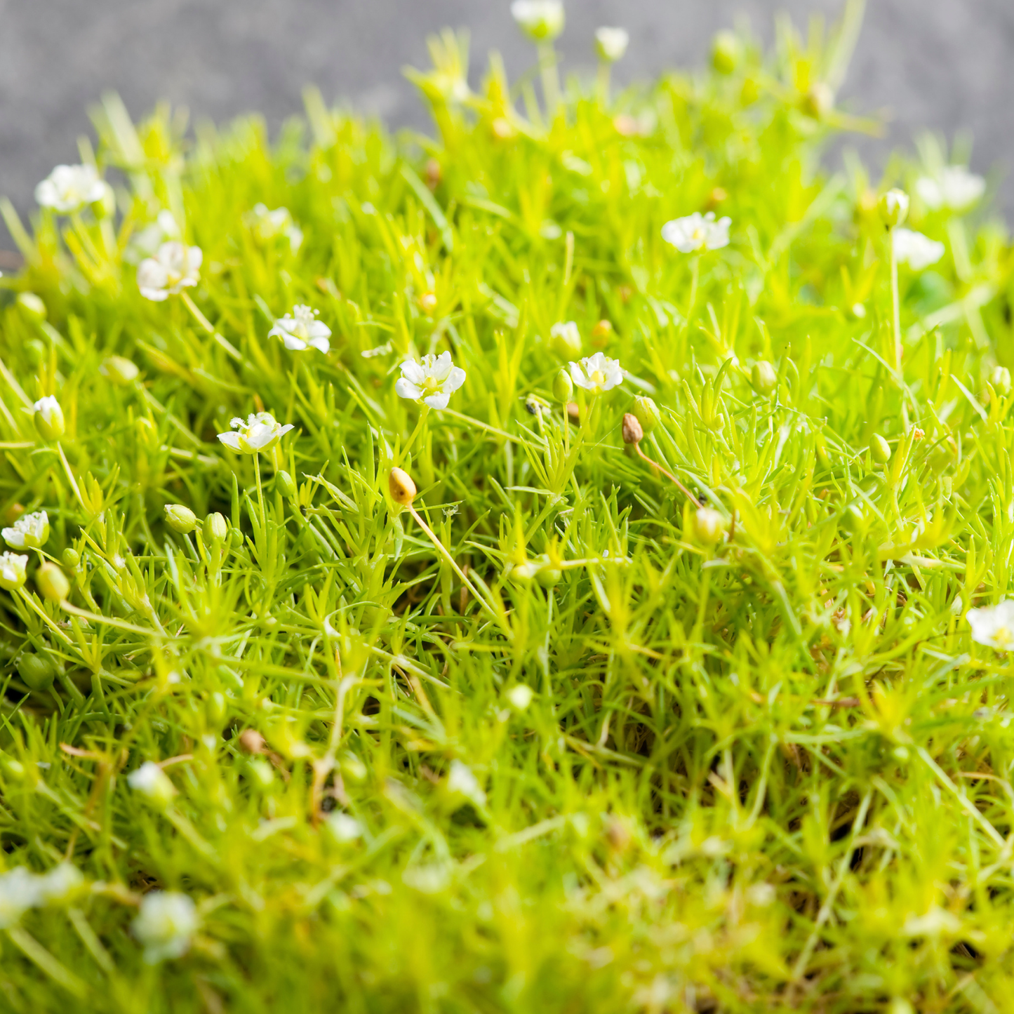 Irish Moss