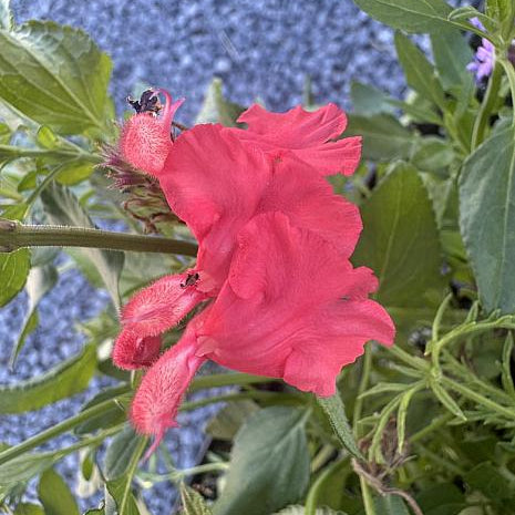 Chris Hunter Salvia