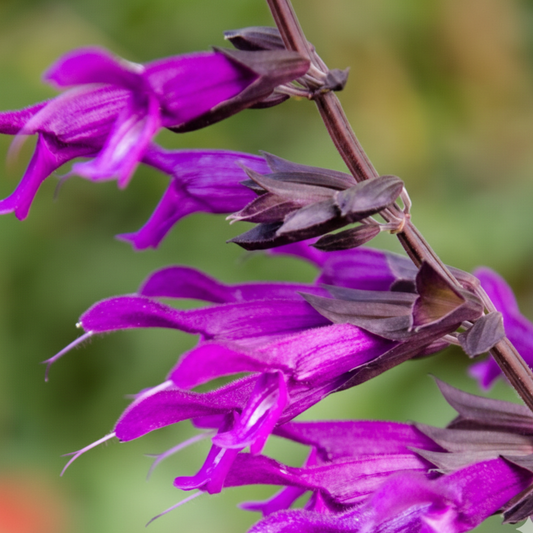 Amistad Salvia