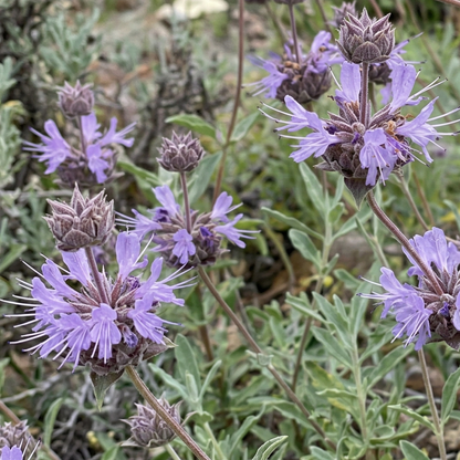 Bee's Bliss Sage