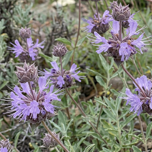 Bee's Bliss Sage