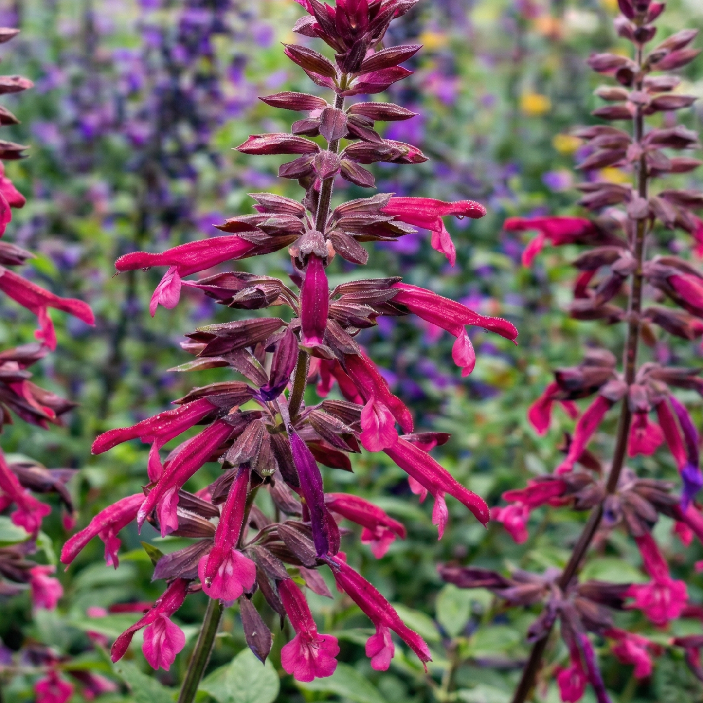Blue Oak Sage