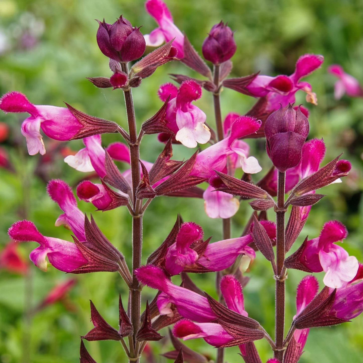 Andean Silver-Leaf Sage