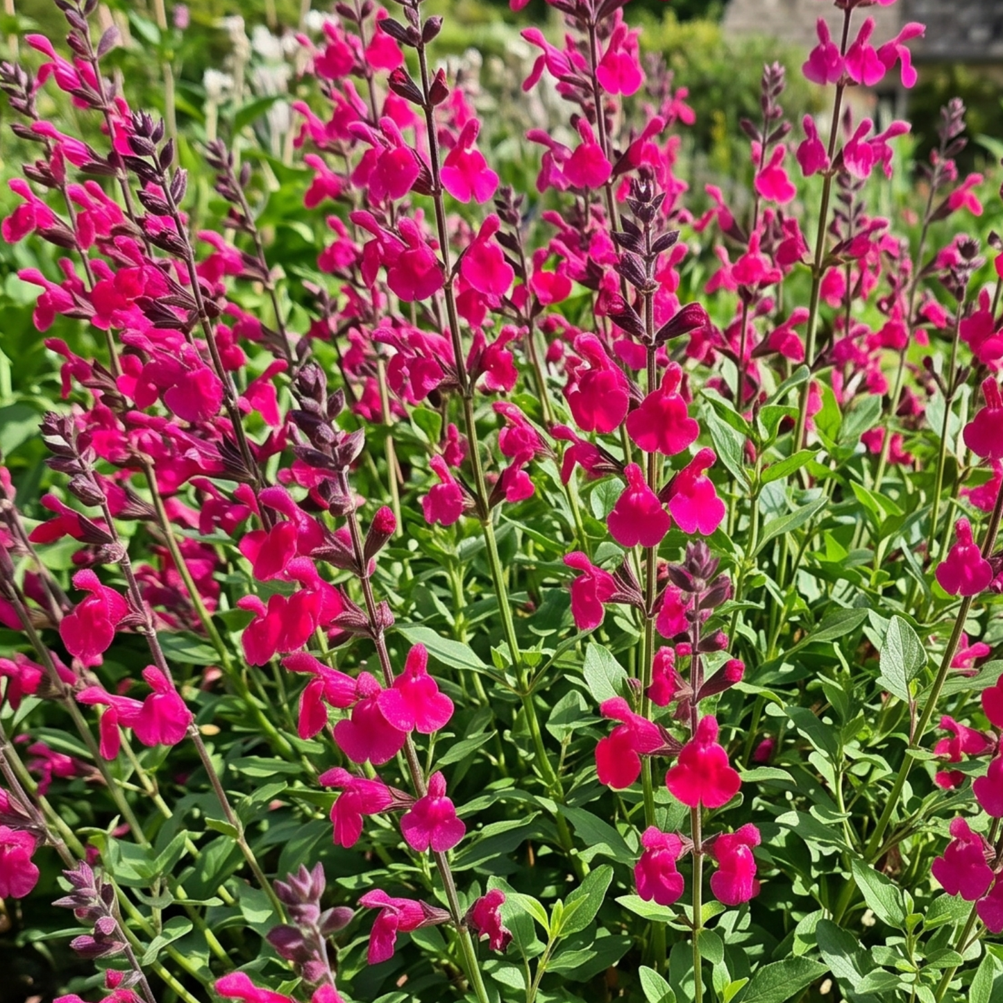 Pink Pong Salvia