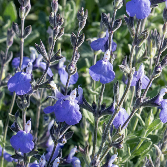 Ember's Wish Salvia