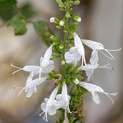 Snow Nymph Texas Sage