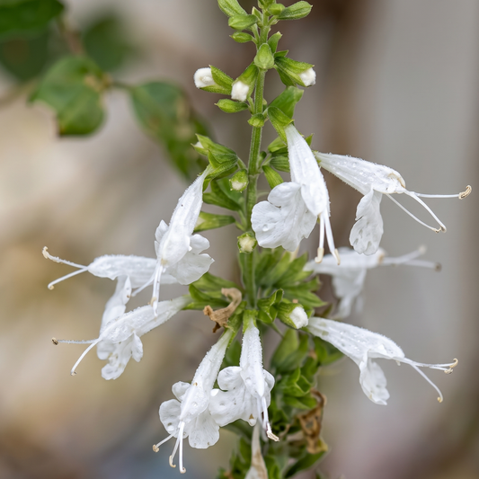 Snow Nymph Texas Sage