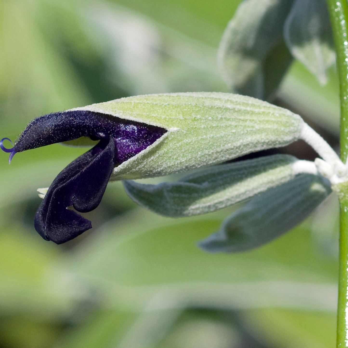 Tanami White Salvia