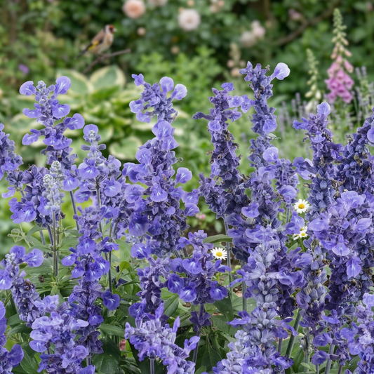 Sallyfun Deep Ocean Salvia