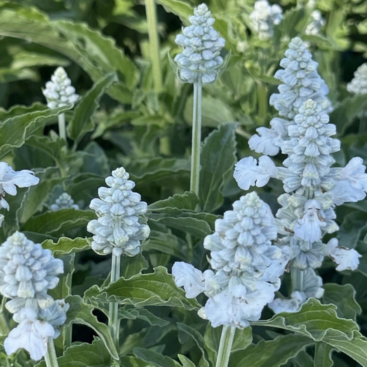 Sallyfun Pure White Salvia