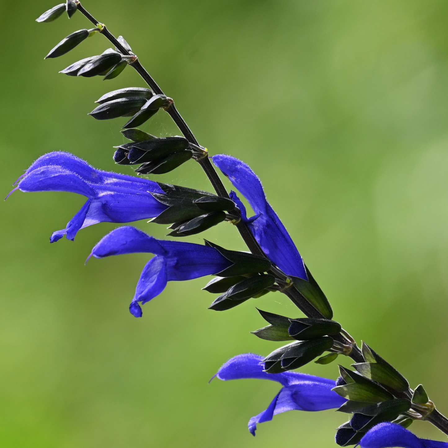 Midnight Mexican Bush Sage