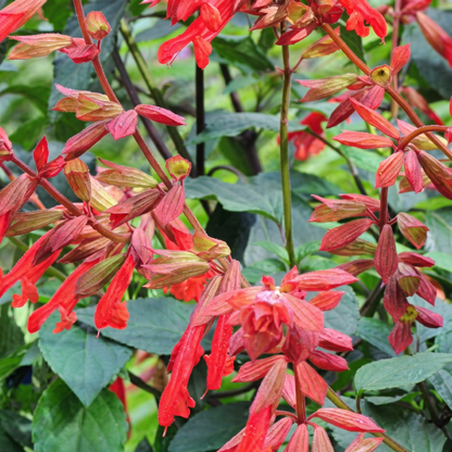 Ember's Wish Salvia