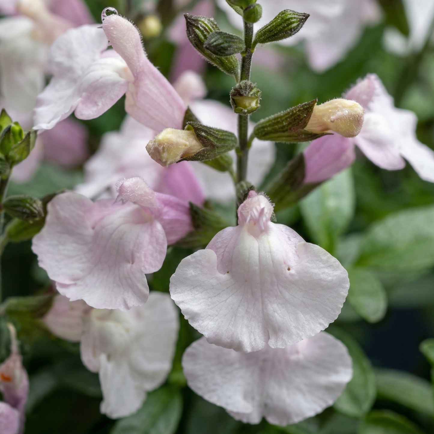 Pink Mulberry Salvia