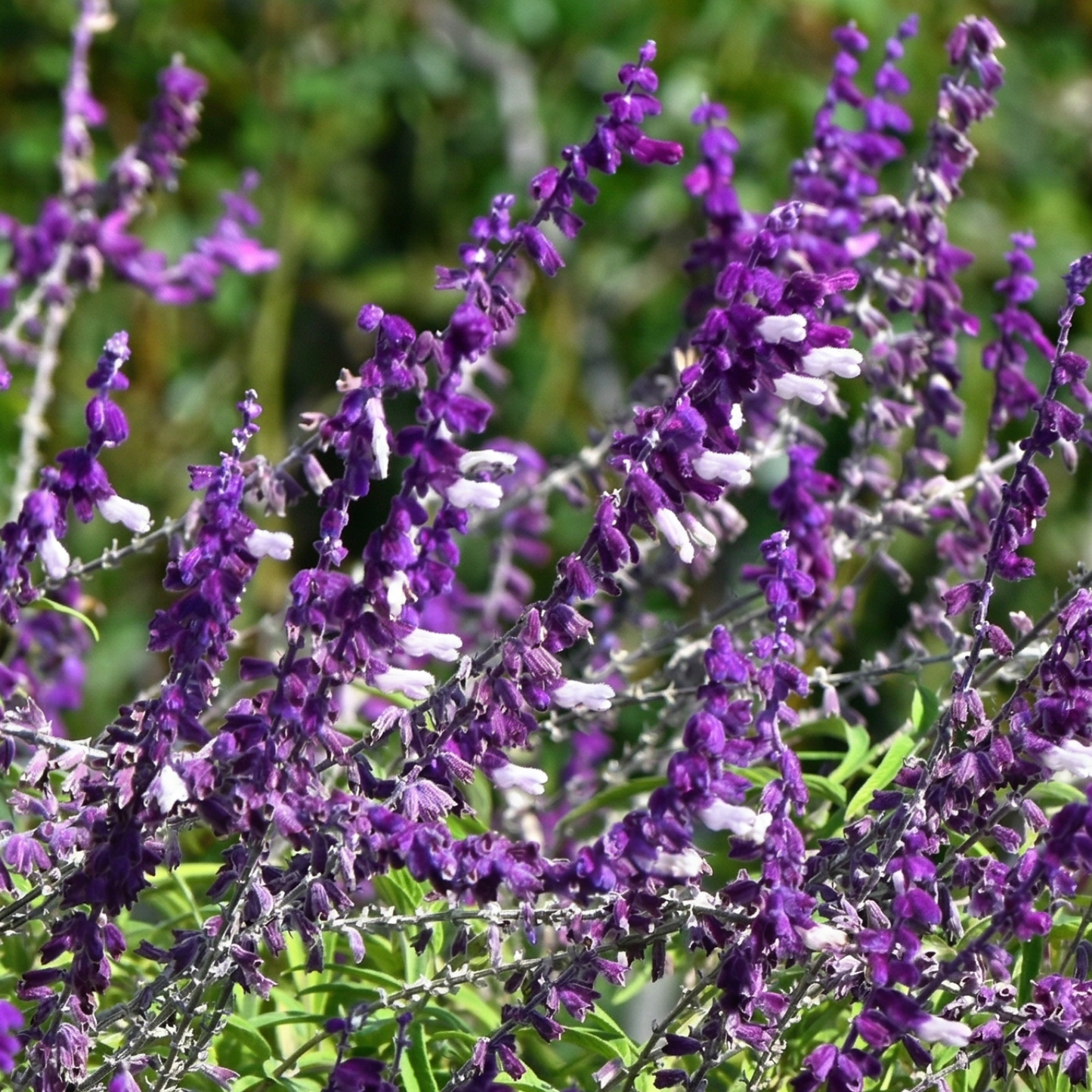 Royal Bumble Salvia