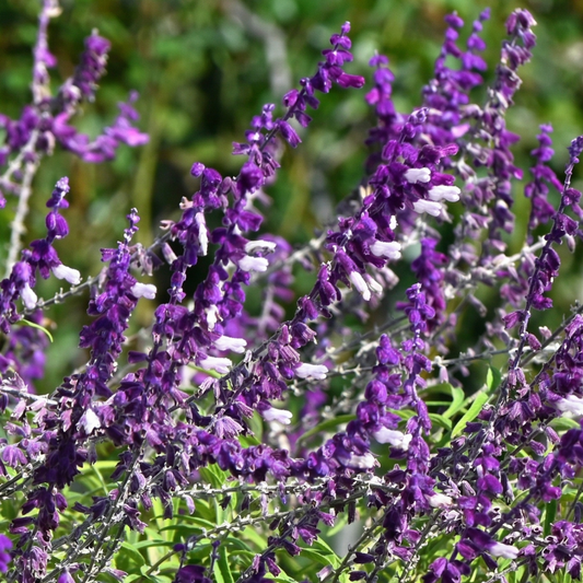Royal Bumble Salvia
