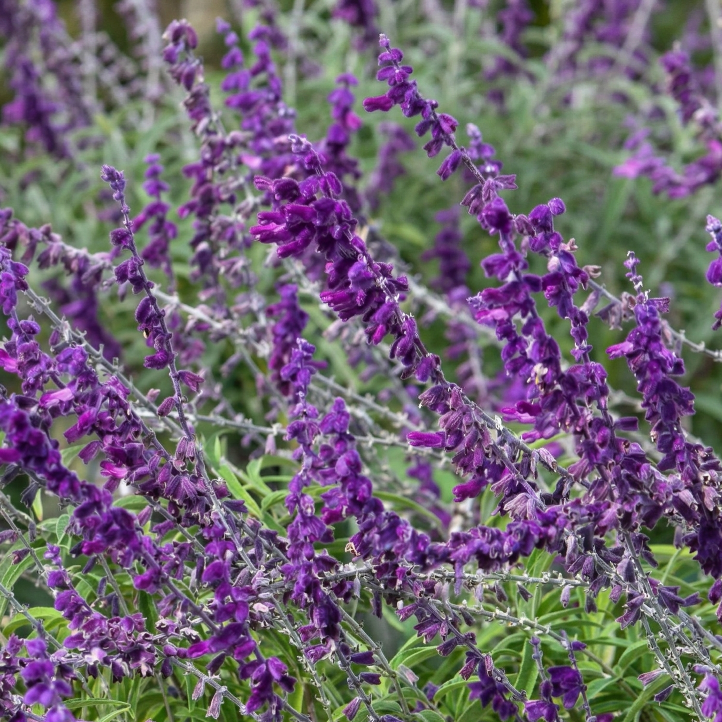 Wendy's Wish Salvia