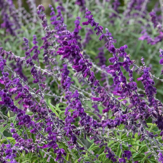 Wendy's Wish Salvia