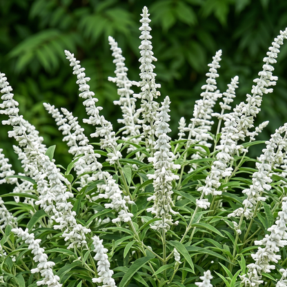 White Mischief Mexican Bush Sage