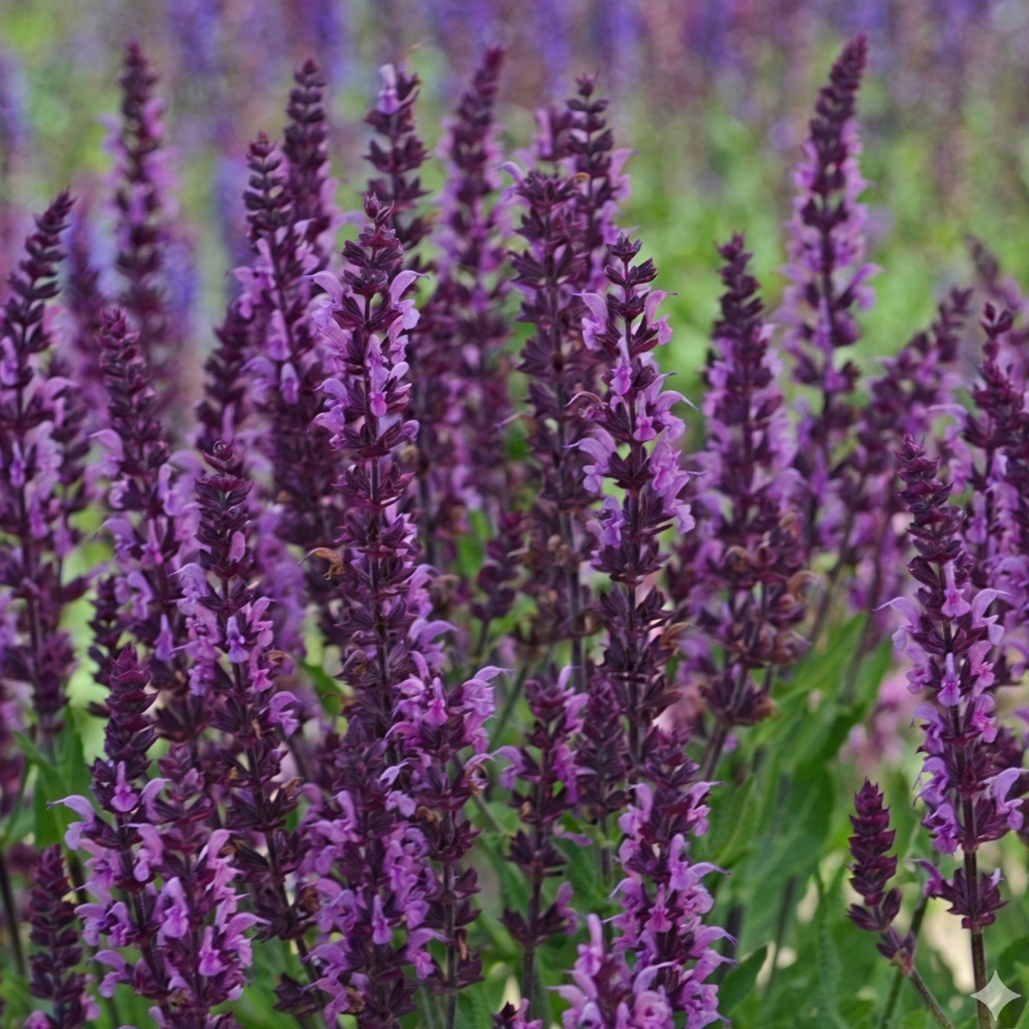 Bumbleberry Salvia
