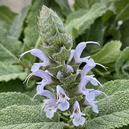 Bumblesky Salvia