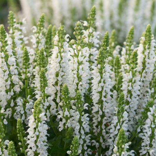 Bumblesnow Salvia