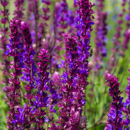 Caradonna Salvia