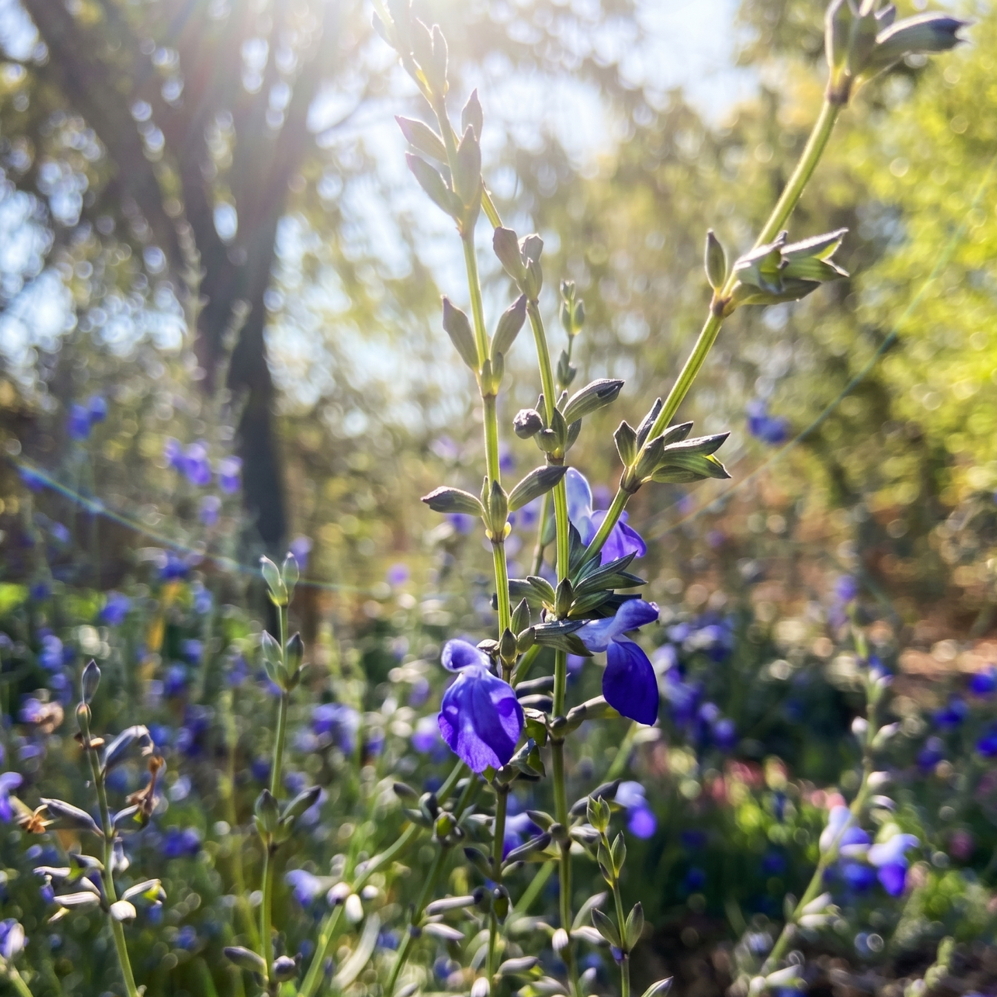 Blue Willow West Texas Grass Sage