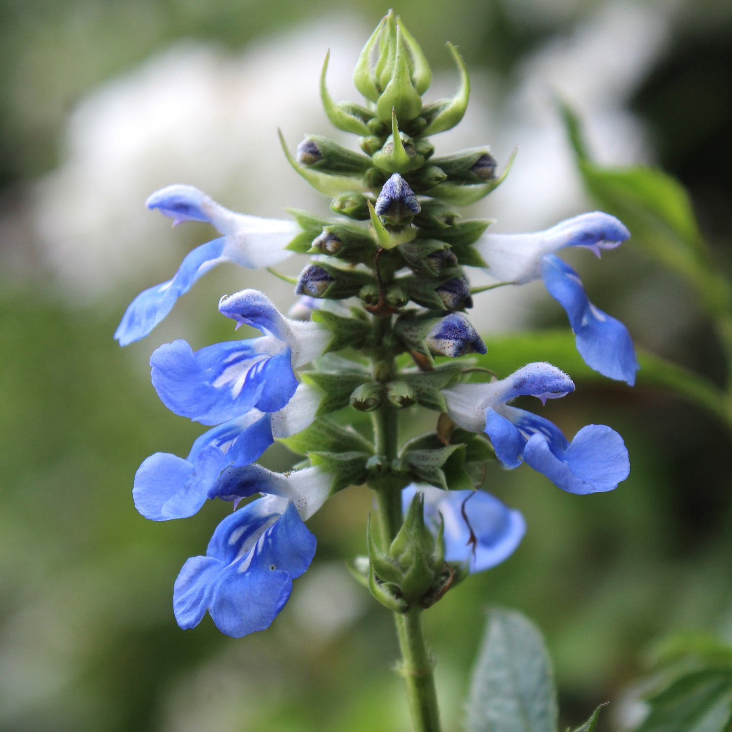 Bog Sage