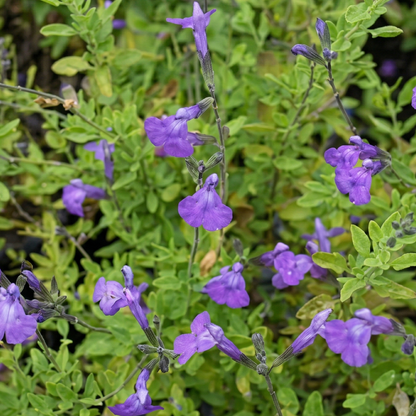 Ignition Sunrise VIBE Salvia