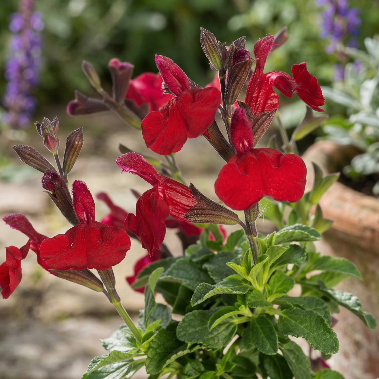 Vibe Ignition Cranberry Salvia