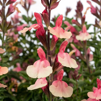 Mesa Azure Salvia