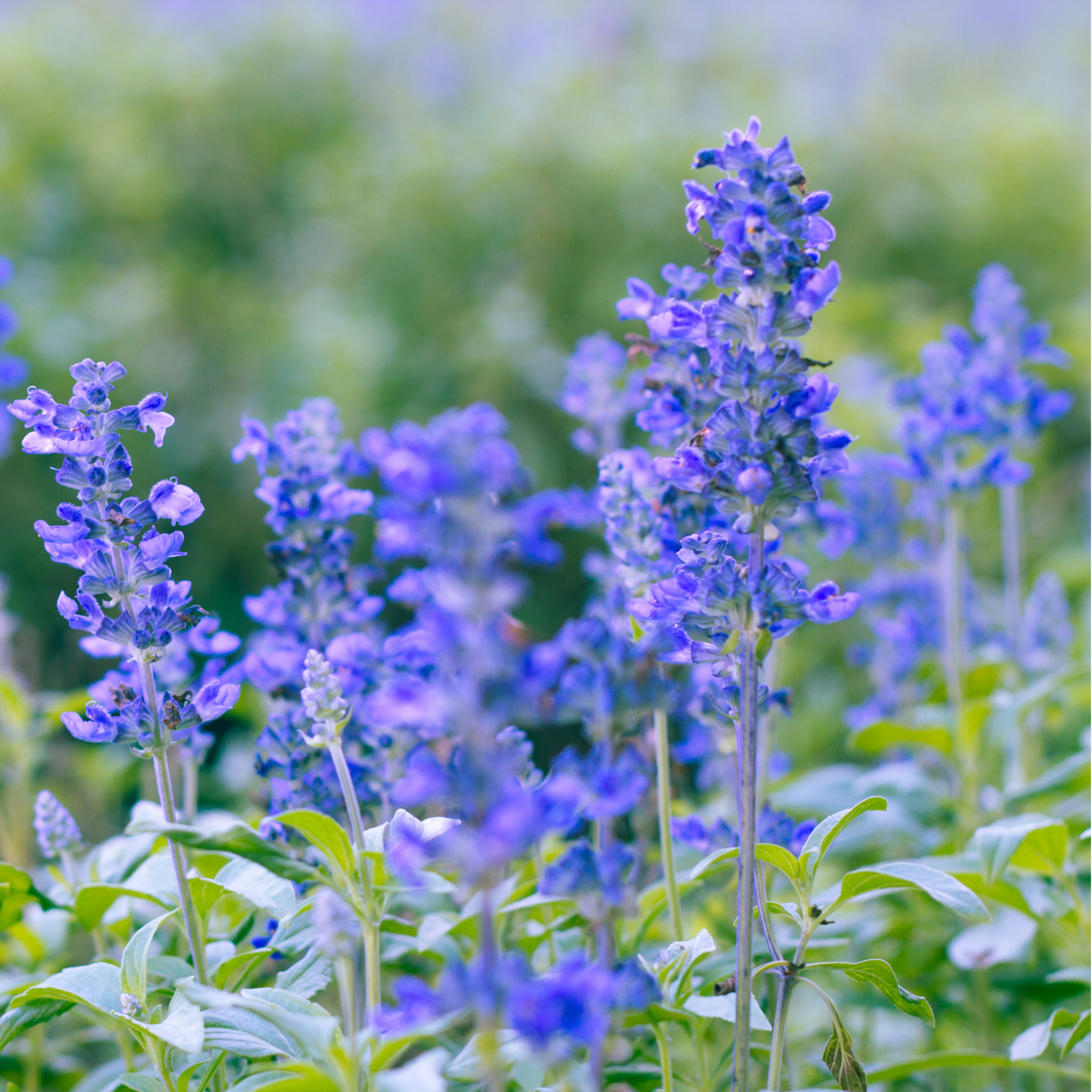 Blue Hills Salvia